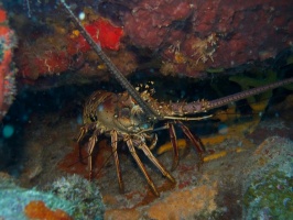 IMG 3201 Spiny Lobster